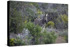 African Zebras 006-Bob Langrish-Stretched Canvas