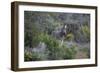 African Zebras 006-Bob Langrish-Framed Photographic Print