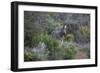 African Zebras 006-Bob Langrish-Framed Photographic Print