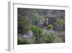 African Zebras 006-Bob Langrish-Framed Photographic Print