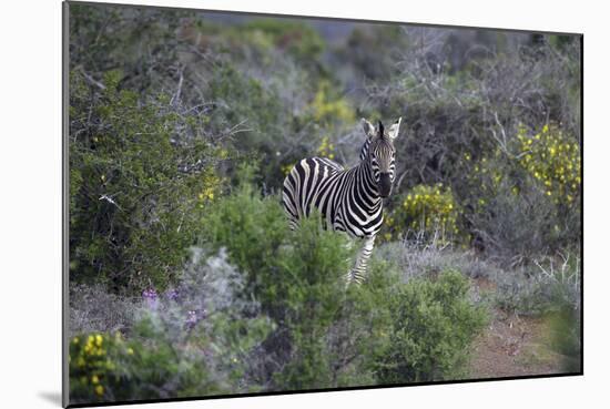 African Zebras 006-Bob Langrish-Mounted Photographic Print