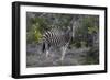 African Zebras 008-Bob Langrish-Framed Photographic Print