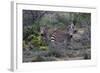 African Zebras 010-Bob Langrish-Framed Photographic Print