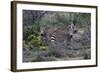 African Zebras 010-Bob Langrish-Framed Photographic Print