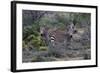 African Zebras 010-Bob Langrish-Framed Photographic Print