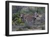 African Zebras 010-Bob Langrish-Framed Photographic Print