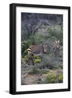 African Zebras 011-Bob Langrish-Framed Photographic Print