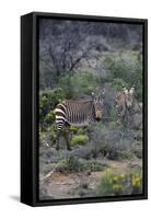 African Zebras 011-Bob Langrish-Framed Stretched Canvas