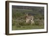 African Zebras 019-Bob Langrish-Framed Premium Photographic Print