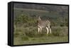 African Zebras 019-Bob Langrish-Framed Stretched Canvas