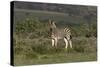 African Zebras 019-Bob Langrish-Stretched Canvas