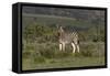 African Zebras 019-Bob Langrish-Framed Stretched Canvas