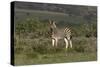 African Zebras 019-Bob Langrish-Stretched Canvas