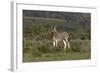 African Zebras 019-Bob Langrish-Framed Photographic Print