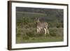 African Zebras 019-Bob Langrish-Framed Photographic Print