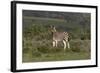 African Zebras 019-Bob Langrish-Framed Photographic Print