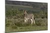 African Zebras 019-Bob Langrish-Mounted Photographic Print