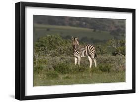 African Zebras 019-Bob Langrish-Framed Photographic Print