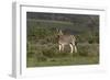 African Zebras 019-Bob Langrish-Framed Photographic Print