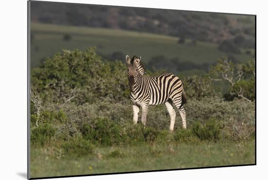 African Zebras 019-Bob Langrish-Mounted Photographic Print