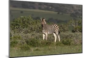 African Zebras 019-Bob Langrish-Mounted Photographic Print
