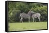 African Zebras 023-Bob Langrish-Framed Stretched Canvas