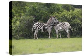 African Zebras 023-Bob Langrish-Stretched Canvas