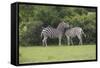 African Zebras 023-Bob Langrish-Framed Stretched Canvas