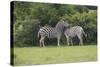 African Zebras 023-Bob Langrish-Stretched Canvas