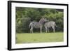 African Zebras 023-Bob Langrish-Framed Photographic Print