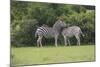 African Zebras 023-Bob Langrish-Mounted Photographic Print