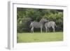 African Zebras 023-Bob Langrish-Framed Photographic Print