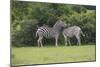 African Zebras 023-Bob Langrish-Mounted Photographic Print