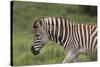 African Zebras 025-Bob Langrish-Stretched Canvas