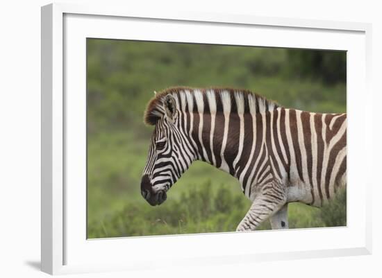 African Zebras 025-Bob Langrish-Framed Photographic Print