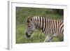 African Zebras 025-Bob Langrish-Framed Photographic Print