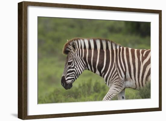 African Zebras 025-Bob Langrish-Framed Photographic Print