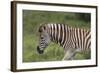 African Zebras 025-Bob Langrish-Framed Photographic Print