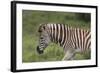 African Zebras 025-Bob Langrish-Framed Photographic Print
