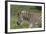 African Zebras 025-Bob Langrish-Framed Photographic Print