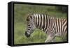 African Zebras 025-Bob Langrish-Framed Stretched Canvas