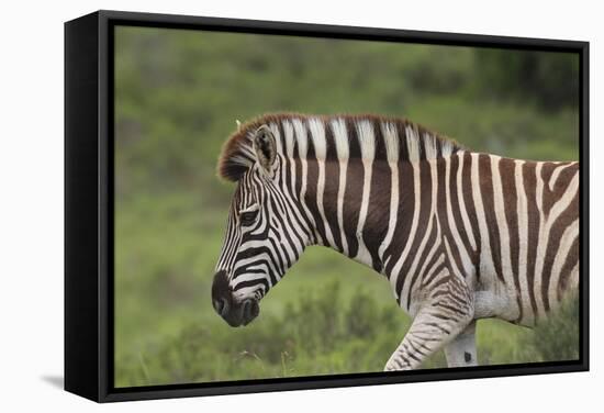 African Zebras 025-Bob Langrish-Framed Stretched Canvas