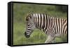 African Zebras 025-Bob Langrish-Framed Stretched Canvas