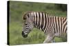 African Zebras 025-Bob Langrish-Stretched Canvas