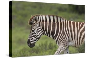 African Zebras 025-Bob Langrish-Stretched Canvas