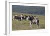 African Zebras 031-Bob Langrish-Framed Photographic Print