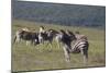 African Zebras 031-Bob Langrish-Mounted Photographic Print