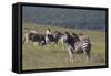 African Zebras 031-Bob Langrish-Framed Stretched Canvas