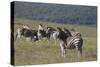 African Zebras 031-Bob Langrish-Stretched Canvas