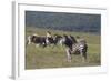 African Zebras 031-Bob Langrish-Framed Photographic Print